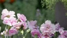 Close Up Video Of A Honey Bumble Bee Collecting Pollen From Pink And Purple Carnation Flowers, On A Sunny Summers Day.