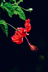 Wall Mural - Close Up Portrait View Red Hanging Chinese Hibiscus Flower Under The Sunlight On Clear Dark Background