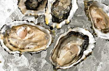  Icy Delicacy: Captivating Close-Up of Fresh Raw Oysters in Shell, Chilled on a Bed of Ice, in 4K Resolution