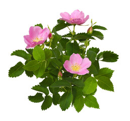 Wall Mural - pink wild rose flowers, buds and leaves isolated on white or transparent background