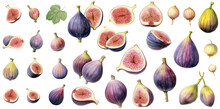 Figs Botanical Illustration Collection, Cut Figs, Whole Figs PNG. Generative AI