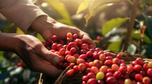 Coffee Picker Shows Fresh Beans On The Background Of The Basket. Generative Ai. 