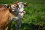 Krowy na pastwisku | Cows on the grassland