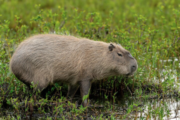 Wall Mural - A Capabara, close relative to Guinea Pigs,