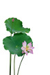 Louts flower and leaves PNG