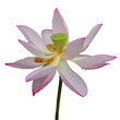 A Pink lotus flower PNG