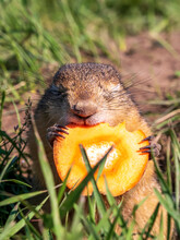 A Prairie Dog Is Eating Slice Of Carrot With Front Paws Squinting With Pleasure On A Grassy Lawn.