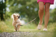 Woman on walk with dog. Selective focus on happy chihuahua on leash while looking up to pet owner. .