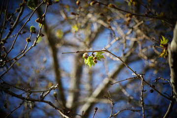 seed on a tree