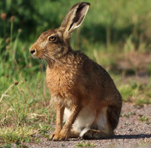 A Beautiful Animal Portrait Of A Single Posing Hare.