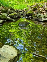 Wall Mural - stream in the forest