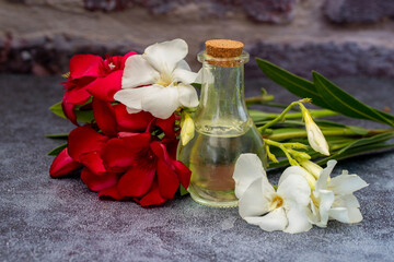 Wall Mural - Oleander flowers on gray background, beauty and body care concept in bottle .