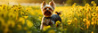 Colorful Floral Setting: Yorkshire Terrier Poses amidst Vibrant Blooms