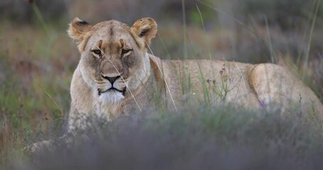 Wall Mural - lions rest in the savannah