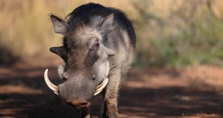 Wall Mural - Portrait of a warthog in the savannah 