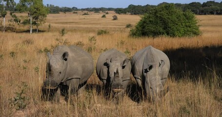 Wall Mural - White rhinos walk in the savannah