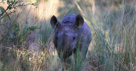 Wall Mural - A small black rhino is resting in the forest