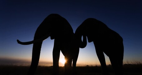 Wall Mural - Silhouette of two elephants eating grass in the savannah