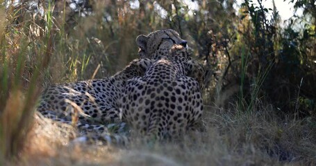 Wall Mural - two cheetahs lick each other in the savannah during sunrise