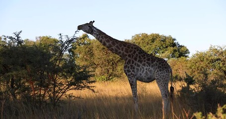 Wall Mural - A giraffe eats leaves from a tree