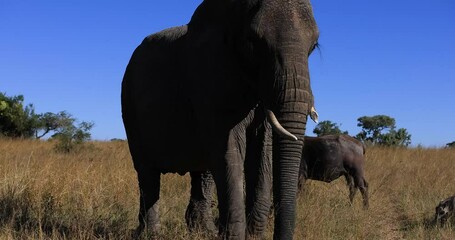 Wall Mural - An elephant walks face to face in the savannah