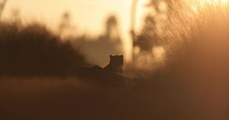 Wall Mural - two cheetahs lick each other in the savannah during sunrise