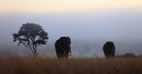 Poster - Silhouette of two elephants eating grass in the savannah