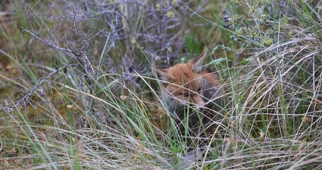 Poster - A young red fox is resting in the forest