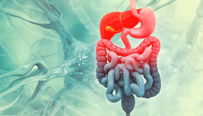 Human digestive system on scientific background. 3d illustration