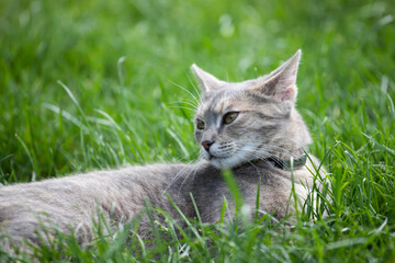 Sticker - Cat in the Green Grass in Summer.