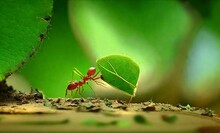 Ants Carry The Leaves Back To Build Their Nests, Carrying Leaves, Close-up. Sunlight Background. Concept Team Work Together. Generative AIi