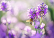 Blurred summer background of lavender flowers with bees.