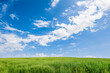 Landscape view of green plant of colza rapeseed with blue sky and clouds background.