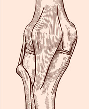Hand Drawn Front View Knee Joint Bones And Ligaments. Medical Illustration