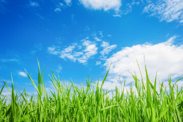  Landscape view of green grass with blue sky and clouds background.