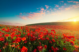 Fototapeta Maki - Beautiful red poppy flowers under blue sky with clouds, banner design. High quality photo