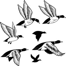 Set Of Flying Wild Ducks. Duck Hunting.