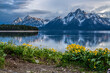 Arrowleaf balsamroot wildflowers in bloom on the shore of Jackson Lake with Grand Teton and Mount Moran glowing in the sunset light, Grand Teton National Park, Wyoming