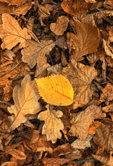 Wall Mural - Autumnal fallen tree leaves close up, abstract natural forest background. symbol of fall harvest season. autumn time concept. template for design. top view