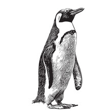 Penguin Sketch Hand Drawn In Doodle Style Illustration