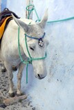 Fototapeta Na sufit - A white donkey with a colorful tag on his head waiting for a passenger