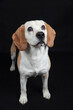 Pies rasy beagle ze skupionym wzrokiem