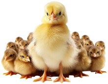 A Cute Big Chick Is Protecting A Group Of Little Ducklings Isolated On A Transparent Background, Generative AI Animal