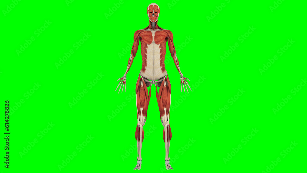 Exploring Body Medical Education Chart of Biology for Human Body Organ System Diagram ...