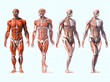 Conceptual 3D human man anatomy or anatomical and muscle isolated on light blue background Generative AI