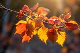 Fototapeta Krajobraz - autumn leaves on a tree
