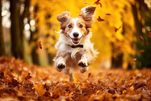 Happy Dog Running In Autumn Park