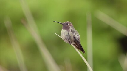 Wall Mural - A male Anna's hummingbird perched on a narrow leaf during a gentle summer rain shower, sees an intruder approach his territory and chases it away in a slow motion 4K video.