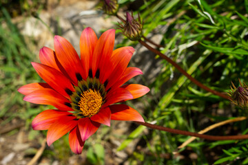 Wall Mural - Gazania flower close up. Gazania flower. Red Gazania. Gazania flower in bloom, selective focus with copy space.