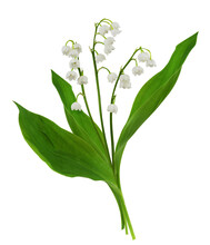 Lily Of The Valley Flowers In A Small Spring Bouquet Isolated On White Or Transparent Background